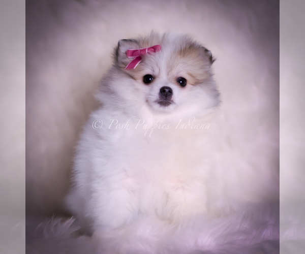 Medium Photo #81 Pomeranian Puppy For Sale in WARSAW, IN, USA