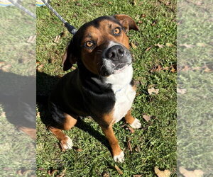Walnut available 10/22 - Male Labrador Retriever-Unknown Mix Dog for Adoption