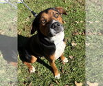 Walnut available 10/22 - Male Labrador Retriever-Unknown Mix Dog for Adoption - Small photo