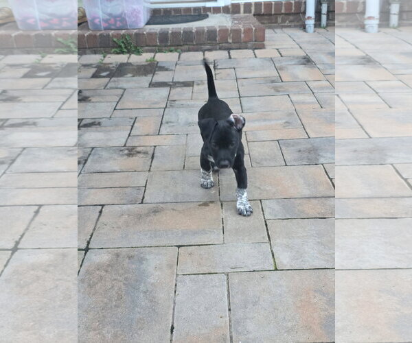 Medium Photo #3 German Shorthaired Pointer-Unknown Mix Puppy For Sale in Virginia Beach, VA, USA