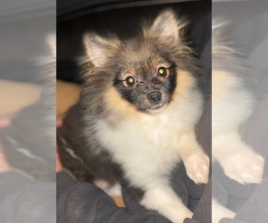 Pomeranian Puppy for sale in MYRTLE CREEK, OR, USA