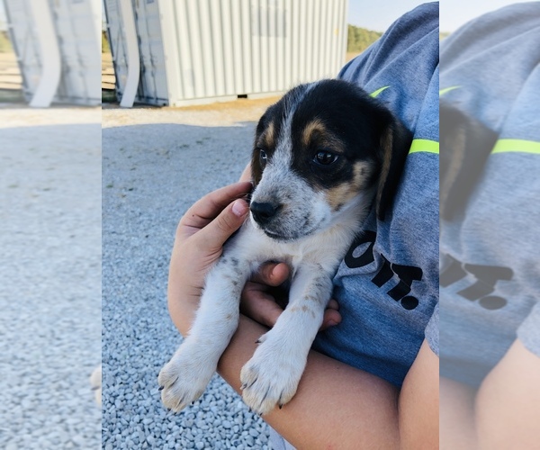 Medium Photo #1 Australian Shepherd-Beagle Mix Puppy For Sale in SALEM, IL, USA