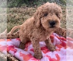 Small Photo #4 Poodle (Miniature) Puppy For Sale in BERNE, IN, USA