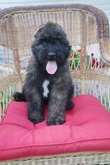 Bouvier Des Flandres Puppy for sale in LEWISBURG, PA, USA