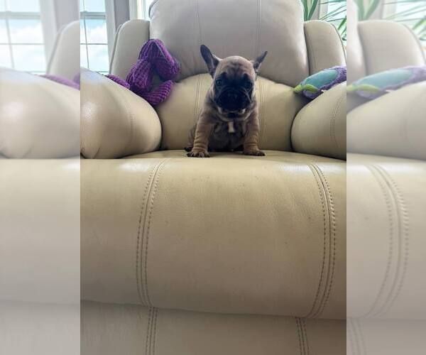 Medium Photo #4 French Bulldog Puppy For Sale in TREVOSE, PA, USA