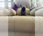 Small #3 French Bulldog