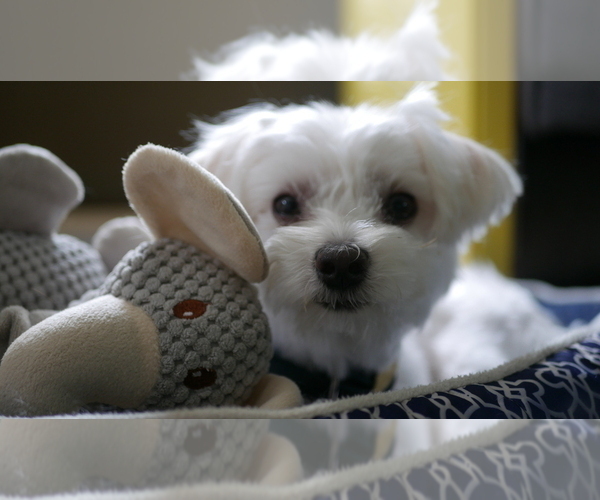 Medium Photo #1 Maltese Puppy For Sale in AURORA, IL, USA