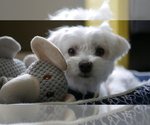 Small Photo #1 Maltese Puppy For Sale in AURORA, IL, USA