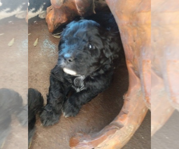Medium Photo #8 Aussiedoodle Puppy For Sale in MARION, TX, USA