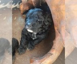 Small Photo #8 Aussiedoodle Puppy For Sale in MARION, TX, USA