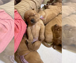 Small Photo #10 Labrador Retriever Puppy For Sale in BLUFF DALE, TX, USA