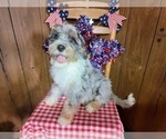 Small Photo #73 Bernedoodle (Miniature) Puppy For Sale in BLACK FOREST, CO, USA