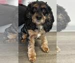 Small #1 Cocker Spaniel