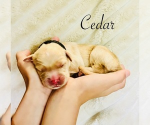 Medium Golden Retriever
