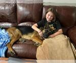 Small Photo #141 German Shepherd Dog Puppy For Sale in LA FAYETTE, NY, USA