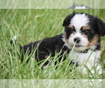 Small #4 Auss-Tzu