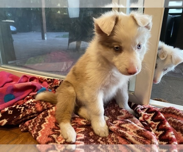 Medium Photo #8 Border Collie Puppy For Sale in CHULA VISTA, CA, USA