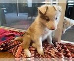 Small Photo #8 Border Collie Puppy For Sale in CHULA VISTA, CA, USA