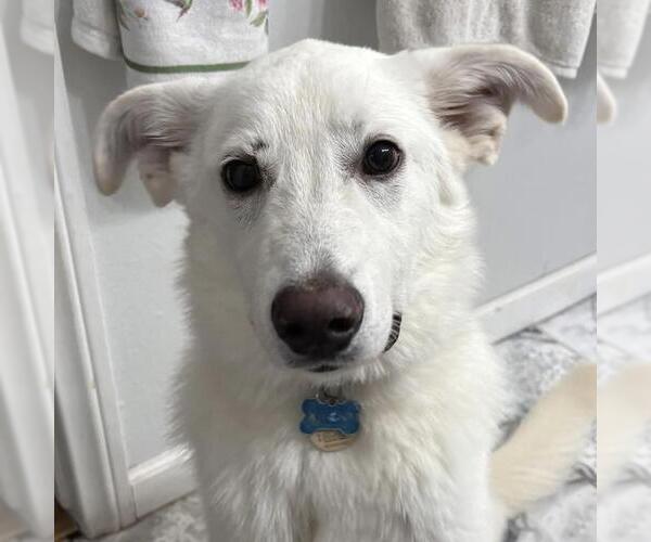 Medium Photo #6 Labrador Retriever-Unknown Mix Puppy For Sale in San Diego, CA, USA