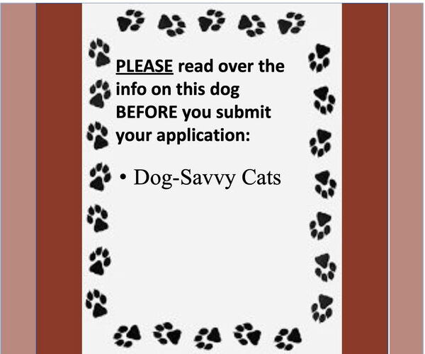 Medium Photo #4 Mutt Puppy For Sale in Fargo, ND, USA