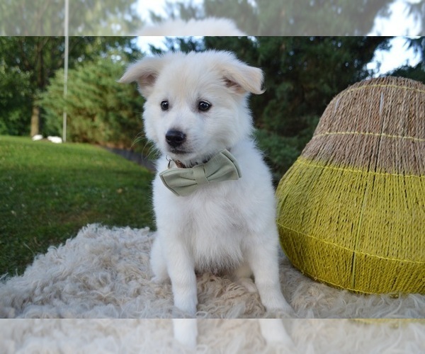 Medium Photo #1 American Eskimo Dog Puppy For Sale in HONEY BROOK, PA, USA