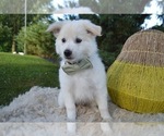 Small Photo #1 American Eskimo Dog Puppy For Sale in HONEY BROOK, PA, USA