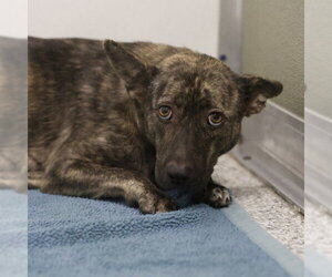Catahoula Leopard Dog-Unknown Mix Dogs for adoption in San Antonio, TX, USA
