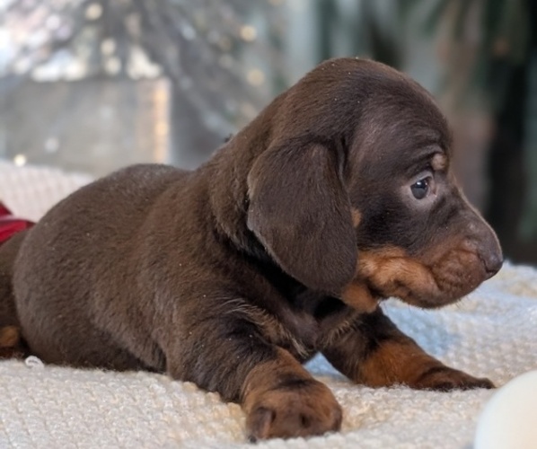 Medium Photo #50 Dachshund Puppy For Sale in GOSHEN, IN, USA