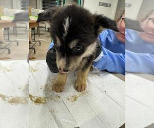 Siberian Husky-Unknown Mix Dogs for adoption in Calgary, Alberta, Canada