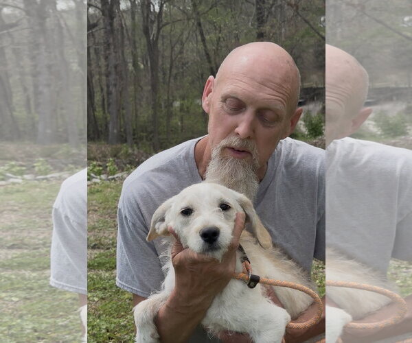 Medium Photo #3 Mutt Puppy For Sale in Thomasville, NC, USA