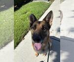 Small #2 German Shepherd Dog