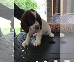 Small Photo #1 English Springer Spaniel Puppy For Sale in PETERSBURG, PA, USA