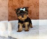 Small #5 Yorkshire Terrier