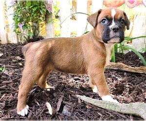 Boxer Puppy for sale in CHESNEE, SC, USA