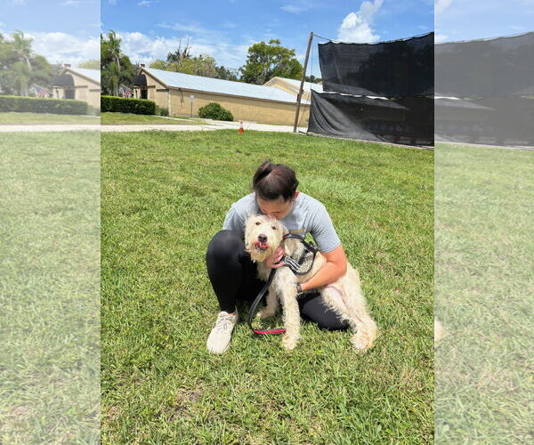 Medium Photo #6 Goldendoodle Puppy For Sale in Sanford, FL, USA