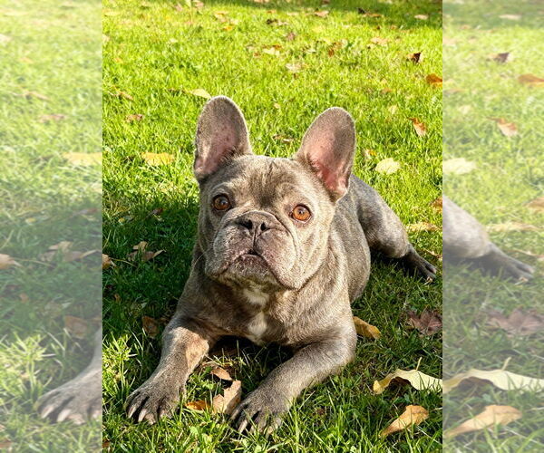 Medium Photo #4 French Bulldog Puppy For Sale in Fort Wayne, IN, USA