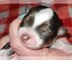 Small Photo #18 Miniature Australian Shepherd Puppy For Sale in ADAIR VILLAGE, OR, USA