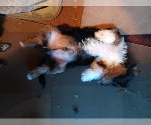 Yorkshire Terrier Puppy for sale in ALVARADO, TX, USA