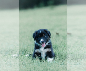 Medium Australian Shepherd