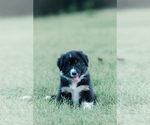 Puppy 5 Australian Shepherd