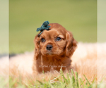 Small Photo #11 Cavalier King Charles Spaniel Puppy For Sale in WARSAW, IN, USA