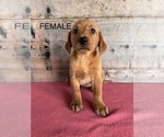 Small #7 Labrador Retriever