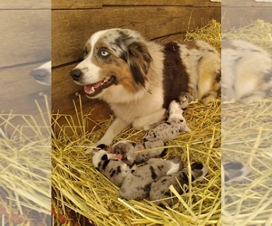 Mother of the Australian Shepherd puppies born on 06/22/2023