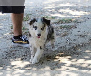 Medium Australian Shepherd