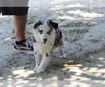 Puppy Topaz Australian Shepherd