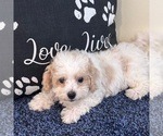 Small #4 Bichon Frise-Cavachon Mix