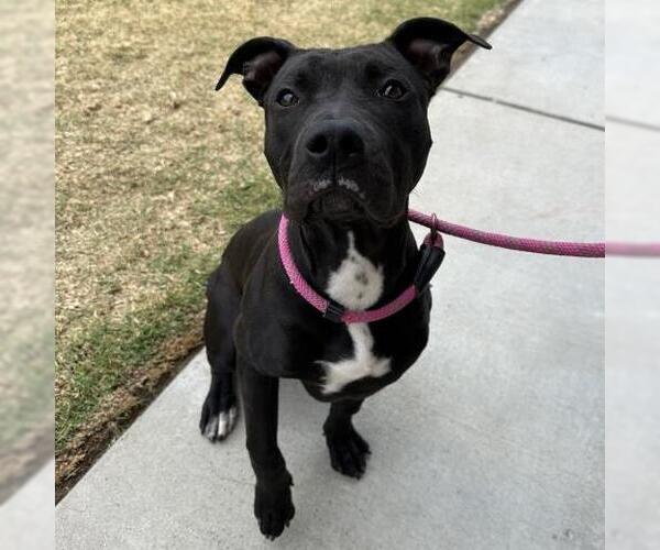 Medium Photo #1 Mutt Puppy For Sale in Camarillo, CA, USA