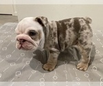 Small Photo #7 English Bulldog Puppy For Sale in PORT SAINT LUCIE, FL, USA