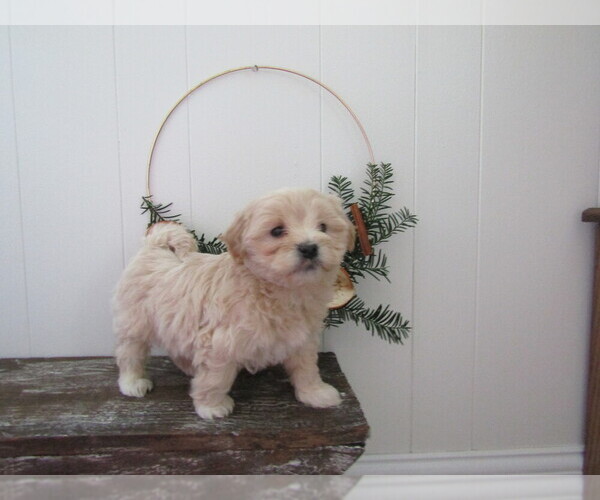 Medium Photo #1 Maltipoo Puppy For Sale in SUGARCREEK, OH, USA