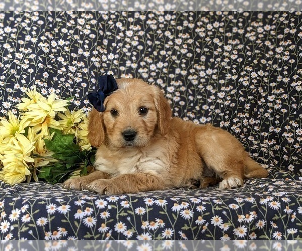 Medium Photo #4 Goldendoodle (Miniature) Puppy For Sale in QUARRYVILLE, PA, USA